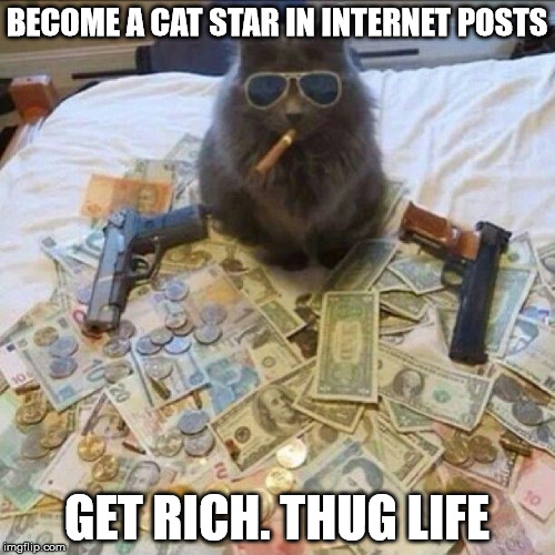 BECOME A CAT STAR IN INTERNET POSTS GET RICH. THUG LIFE | made w/ Imgflip meme maker