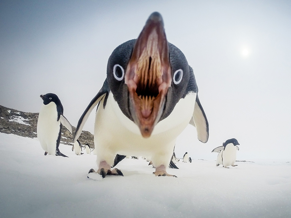High Quality Apololypse penguin Blank Meme Template