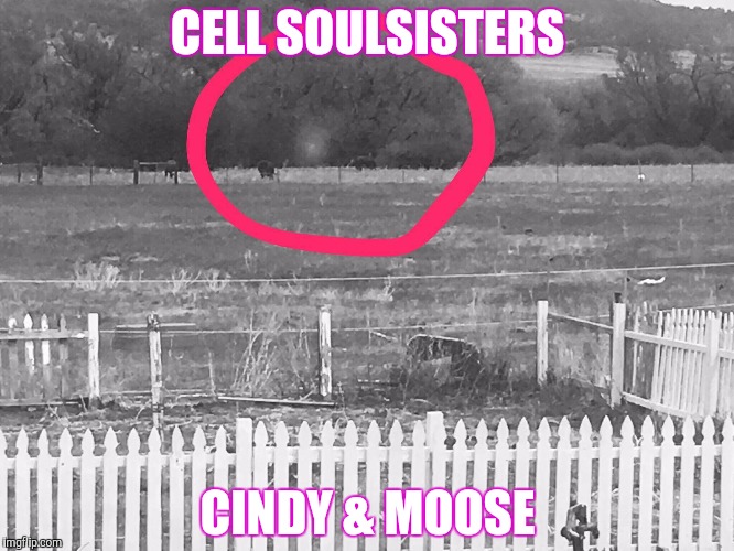 Cell Soulsisters | CELL SOULSISTERS; CINDY & MOOSE | image tagged in animal rights | made w/ Imgflip meme maker