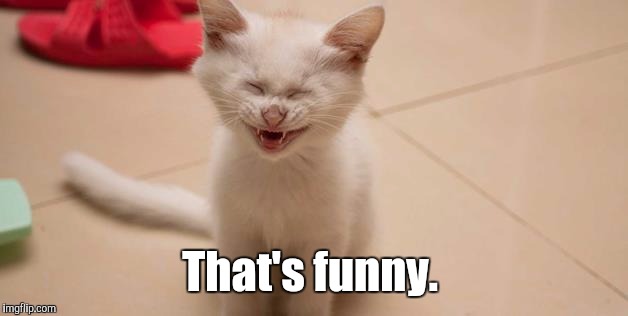Cat Laughing | That's funny. | image tagged in cat laughing | made w/ Imgflip meme maker