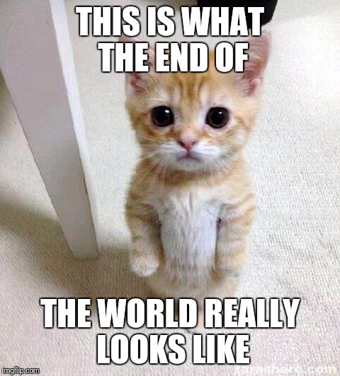 Cute Cat | THIS IS WHAT THE END OF; THE WORLD REALLY LOOKS LIKE | image tagged in memes,cute cat | made w/ Imgflip meme maker