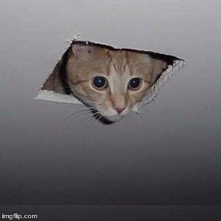 Ceiling Cat Meme | image tagged in memes,ceiling cat | made w/ Imgflip meme maker
