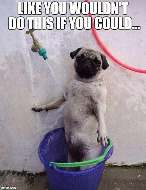 Outdoor Doggie Shower | LIKE YOU WOULDN'T DO THIS IF YOU COULD... | image tagged in dogs,funny dogs,shower,bucket | made w/ Imgflip meme maker
