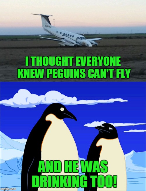 I THOUGHT EVERYONE KNEW PEGUINS CAN'T FLY; AND HE WAS DRINKING TOO! | image tagged in penguins can't fly,stupid humor | made w/ Imgflip meme maker