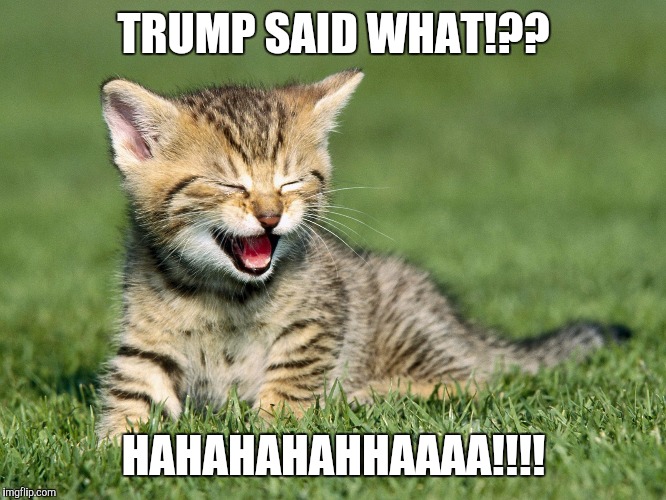 TRUMP SAID WHAT!?? HAHAHAHAHHAAAA!!!! | image tagged in cat astrophic | made w/ Imgflip meme maker