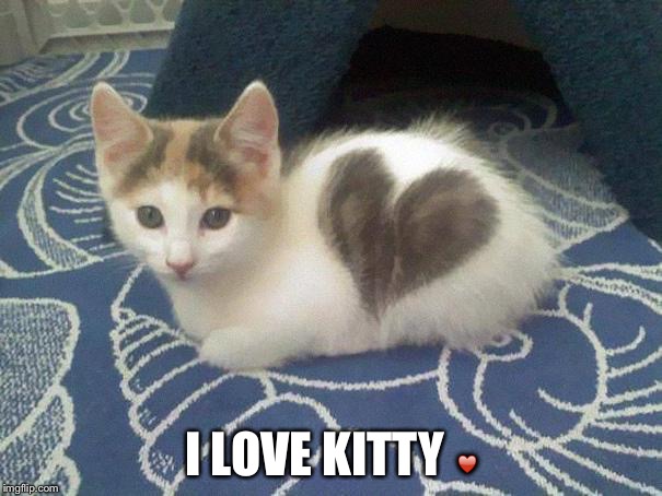 cute cat heart | I LOVE KITTY ♥️ | image tagged in cute cat heart | made w/ Imgflip meme maker