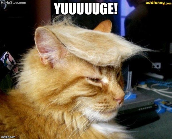 donald trump cat | YUUUUUGE! | image tagged in donald trump cat | made w/ Imgflip meme maker
