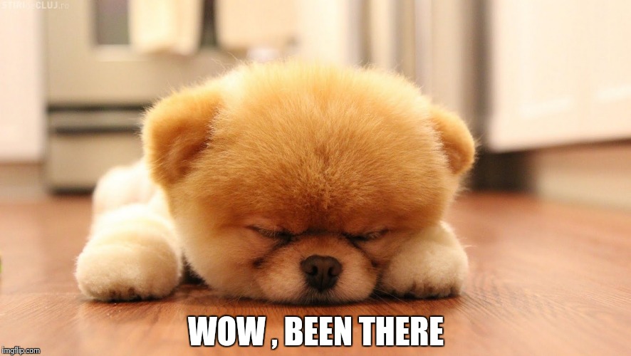 Sleeping dog | WOW , BEEN THERE | image tagged in sleeping dog | made w/ Imgflip meme maker