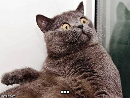surprised cat | ... | image tagged in surprised cat | made w/ Imgflip meme maker