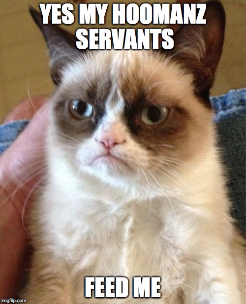 Grumpy Cat Meme | YES MY HOOMANZ SERVANTS; FEED ME | image tagged in memes,grumpy cat | made w/ Imgflip meme maker