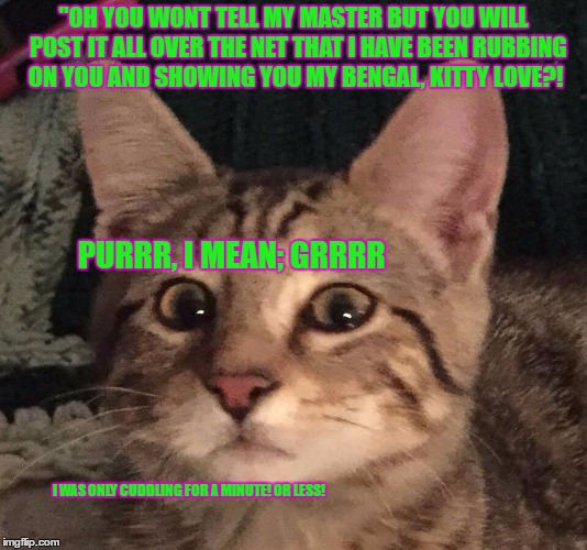 "OH YOU WONT TELL MY MASTER BUT YOU WILL  POST IT ALL OVER THE NET THAT I HAVE BEEN RUBBING ON YOU AND SHOWING YOU MY BENGAL, KITTY LOVE?! PURRR, I MEAN; GRRRR; I WAS ONLY CUDDLING FOR A MINUTE! OR LESS! | image tagged in is  it cheating | made w/ Imgflip meme maker