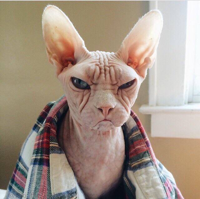 angry hairless cat