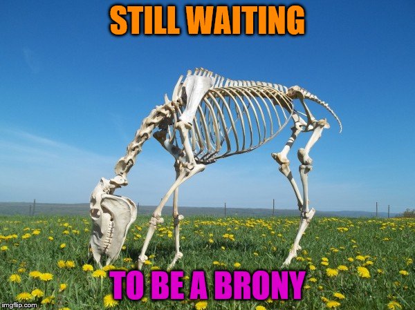 STILL WAITING; TO BE A BRONY | image tagged in mlp,just horsing around,shetland pony | made w/ Imgflip meme maker