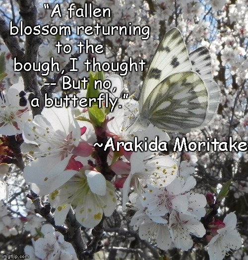 Butterfly On Blossom | “A fallen blossom
returning to the bough, I thought --
But no, a butterfly.”; ~Arakida Moritake | image tagged in arakida moritake,traditional japanese poetry,beauty,nature | made w/ Imgflip meme maker
