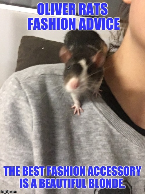 Oliver Rats Fashion Advice | image tagged in rat,fashion | made w/ Imgflip meme maker