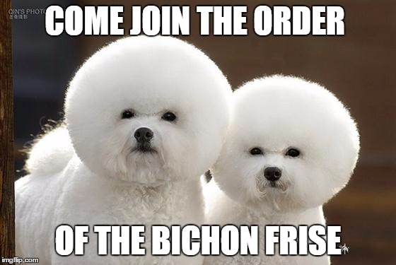 Bichon Frise | COME JOIN THE ORDER OF THE BICHON FRISE | image tagged in bichon frise | made w/ Imgflip meme maker