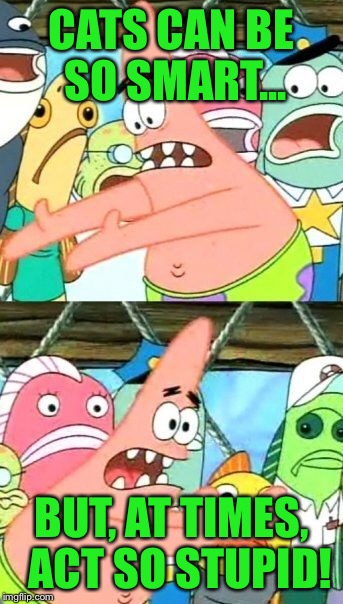 Put It Somewhere Else Patrick Meme | CATS CAN BE SO SMART... BUT, AT TIMES,  ACT SO STUPID! | image tagged in memes,put it somewhere else patrick | made w/ Imgflip meme maker