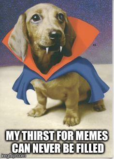 vampire dachshund | MY THIRST FOR MEMES CAN NEVER BE FILLED | image tagged in vampire dachshund | made w/ Imgflip meme maker