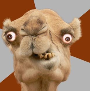 Crazy Camel Blank Meme Template