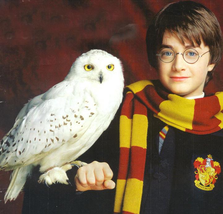 harry potter owl Blank Meme Template