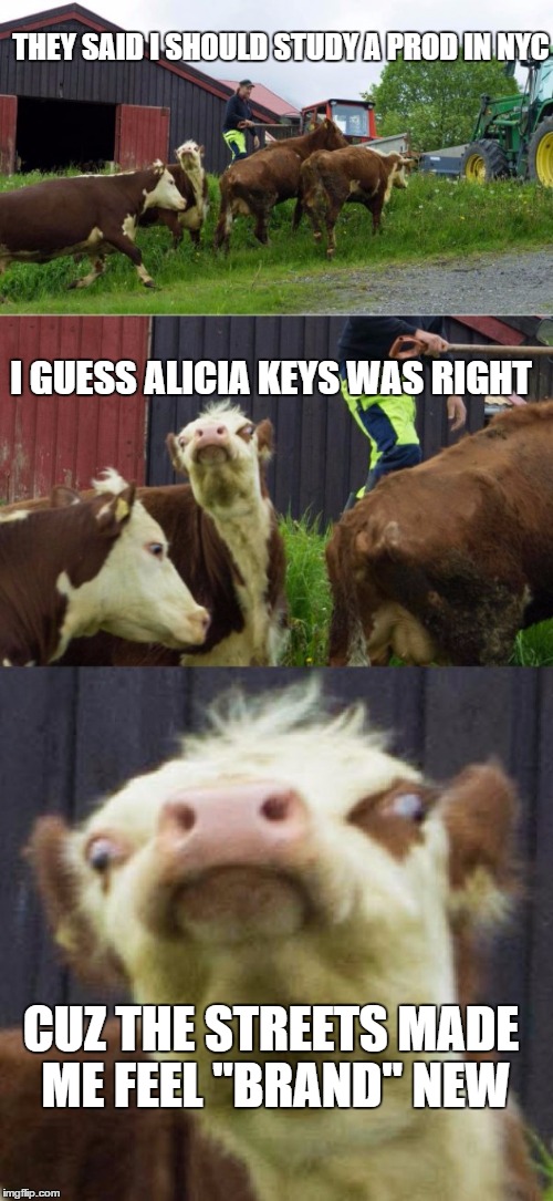 Bad pun cow  | THEY SAID I SHOULD STUDY A PROD IN NYC; I GUESS ALICIA KEYS WAS RIGHT; CUZ THE STREETS MADE ME FEEL "BRAND" NEW | image tagged in bad pun cow | made w/ Imgflip meme maker