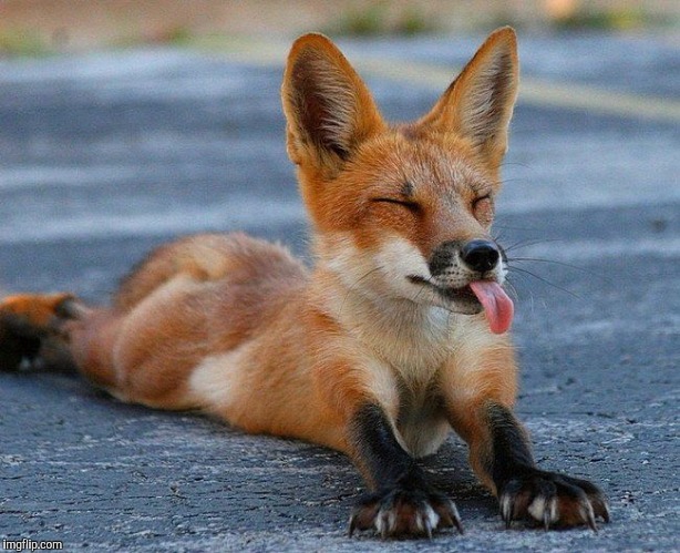 Fox With Tongue | . | image tagged in fox with tongue | made w/ Imgflip meme maker