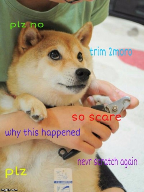 Doge getting nails clipped | image tagged in doge funny | made w/ Imgflip meme maker