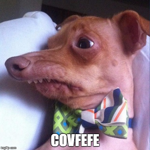 Tuna the dog (Phteven) | COVFEFE | image tagged in tuna the dog phteven | made w/ Imgflip meme maker