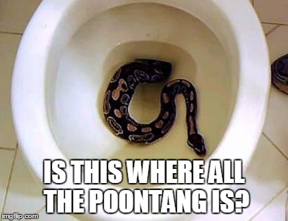 IS THIS WHERE ALL THE POONTANG IS? | made w/ Imgflip meme maker