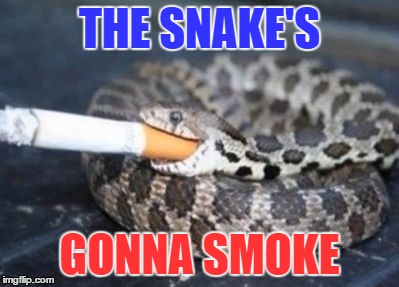 Smoking Snake | THE SNAKE'S; GONNA SMOKE | image tagged in smoking,snake,cobra,funny | made w/ Imgflip meme maker