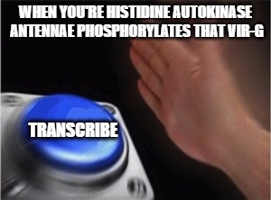 Blank Nut Button | WHEN YOU'RE HISTIDINE AUTOKINASE ANTENNAE PHOSPHORYLATES THAT VIR-G; TRANSCRIBE | image tagged in blank nut button | made w/ Imgflip meme maker