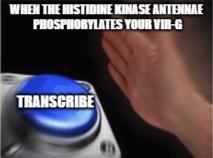 Blank Nut Button | WHEN THE HISTIDINE KINASE ANTENNAE PHOSPHORYLATES YOUR VIR-G; TRANSCRIBE | image tagged in blank nut button | made w/ Imgflip meme maker