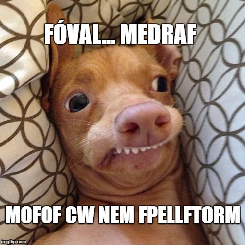 Kép