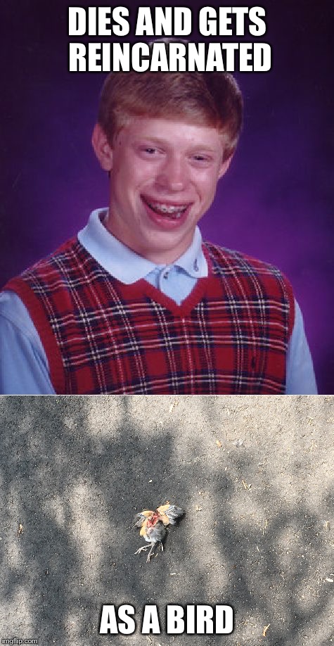 Brian's death total is now at uncountable  | DIES AND GETS REINCARNATED; AS A BIRD | image tagged in bad luck brian,bird,memes,road kill | made w/ Imgflip meme maker