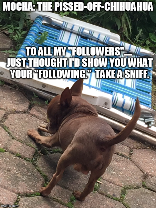 Mocha: The pissed-off-chihuahua | MOCHA: THE PISSED-OFF-CHIHUAHUA; TO ALL MY "FOLLOWERS".... JUST THOUGHT I'D SHOW YOU WHAT YOUR "FOLLOWING."  TAKE A SNIFF. | image tagged in chihuahua,funny,funny chihuahua,funny dogs,funny memes,chihuahuas | made w/ Imgflip meme maker