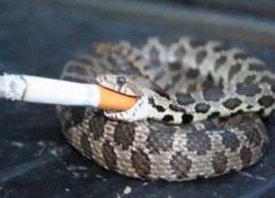 High Quality Smoking Snake Blank Meme Template