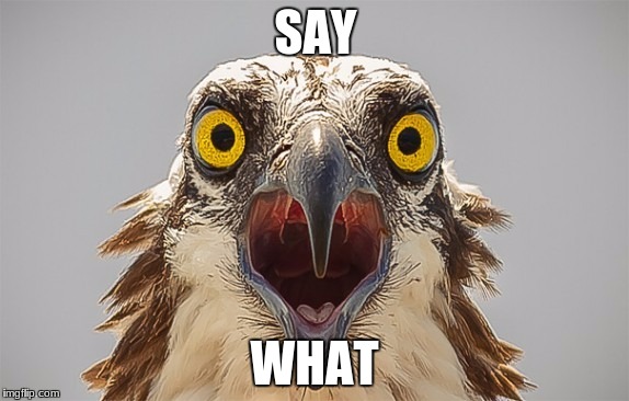 say what bird | SAY; WHAT | image tagged in say what bird | made w/ Imgflip meme maker