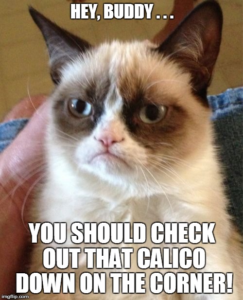 Grumpy Cat Meme | HEY, BUDDY . . . YOU SHOULD CHECK OUT THAT CALICO DOWN ON THE CORNER! | image tagged in memes,grumpy cat | made w/ Imgflip meme maker