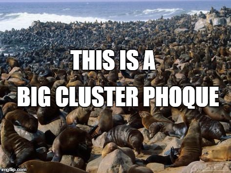 Cluster Phoque | THIS IS A; BIG CLUSTER PHOQUE | image tagged in cluster,phoque,seals | made w/ Imgflip meme maker