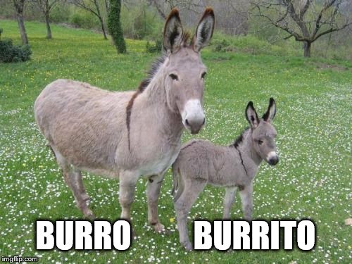 BURRO          BURRITO | image tagged in burrito | made w/ Imgflip meme maker