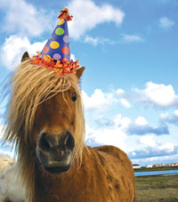 High Quality Birthday horse Blank Meme Template