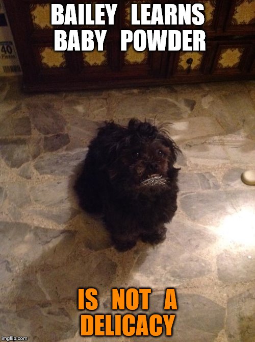 puppy   blues | BAILEY   LEARNS   BABY   POWDER; IS   NOT   A   DELICACY | image tagged in dog | made w/ Imgflip meme maker