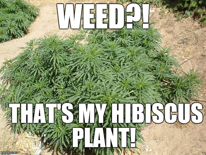 WEED?! THAT'S MY HIBISCUS PLANT! | made w/ Imgflip meme maker