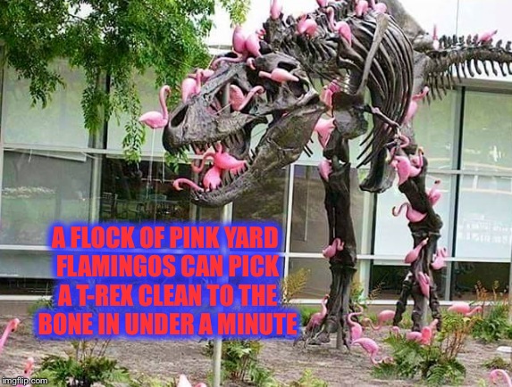 Betcha' didn't know this... | A FLOCK OF PINK YARD FLAMINGOS CAN PICK A T-REX CLEAN TO THE BONE IN UNDER A MINUTE | image tagged in t-rex,divine - pink flamingos | made w/ Imgflip meme maker