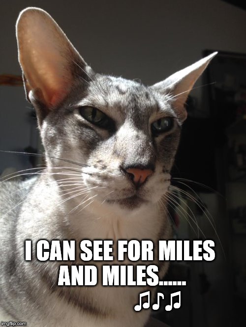 I CAN SEE FOR MILES AND MILES...... ♫♪♫ | image tagged in miles and miles | made w/ Imgflip meme maker