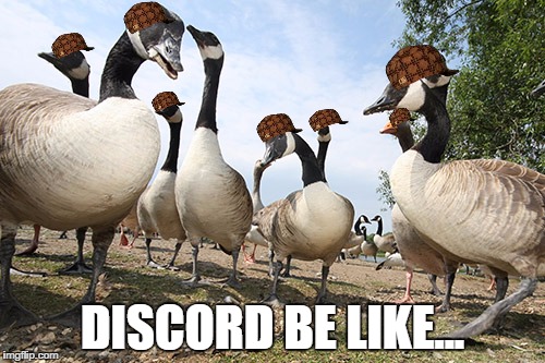 DISCORD BE LIKE... | image tagged in geese gang,scumbag | made w/ Imgflip meme maker