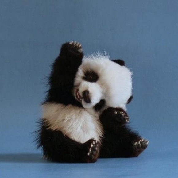 High five panda  Blank Meme Template