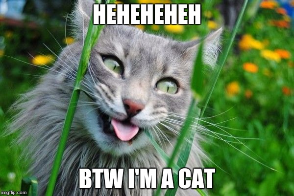 headache | HEHEHEHEH; BTW I'M A CAT | image tagged in headache | made w/ Imgflip meme maker