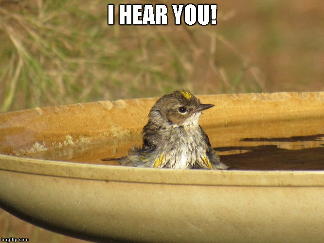 Bird Bath | I HEAR YOU! | image tagged in bird bath | made w/ Imgflip meme maker