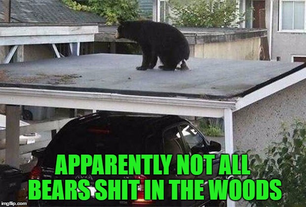 I'm gonna say bears probably shit wherever they want to. | APPARENTLY NOT ALL BEARS SHIT IN THE WOODS | image tagged in do bears shit in the woods,memes,bears,animals,funny,funny bears | made w/ Imgflip meme maker